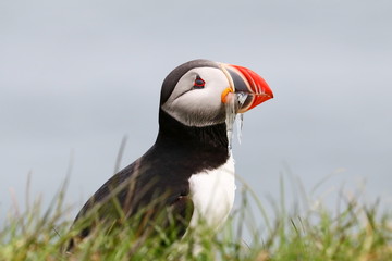 Papageitaucher mit Fisch im Schnabel