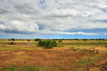 Fototapeta na wymiar Manyara lake national park, Tanzania, Africa