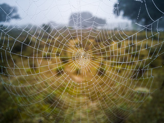 spiderweb, cobweb, web