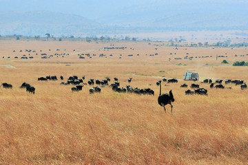 Fototapeta na wymiar Kenya, Masai Mara