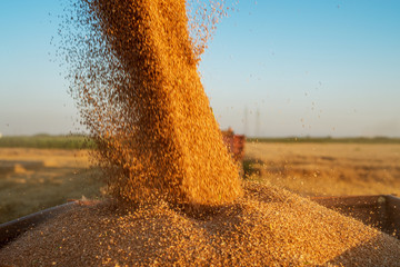 Harvesting wheat.