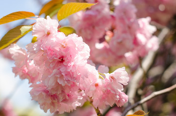 Rosa Kirschblütenzweig im Vordergrund von der Sonne beschienen mit weiteren rosa Kirschblüten im Hintergrund
