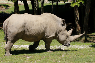 Breitmaulnashorn in Landschaft (Ceratotherium simum)