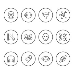 Fototapeta premium Set round line icons of human organs