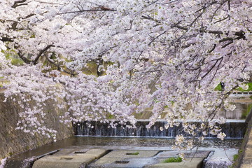 Obraz na płótnie Canvas 夙川にかかる満開の桜、兵庫県西宮市夙川公園にて