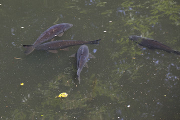several fish in the water hunt for food