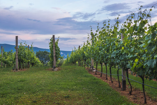 Small Vineyard In Savinska Dubrava Park In Herceg Novi, Montenegro