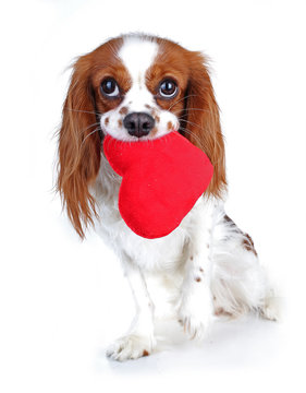 Valentines day photo. Dog with hear. Puppy with plush sof heart. Valentine's day spaniel. Puppy love. Cute king charles for every concept.