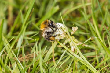 bittern on clover collects nectar