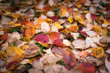 Autum leaves
