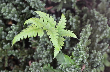 Little Pine in the garden
