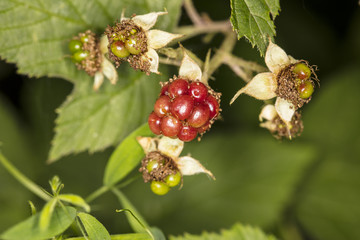 blackberries growing in nature, closeup