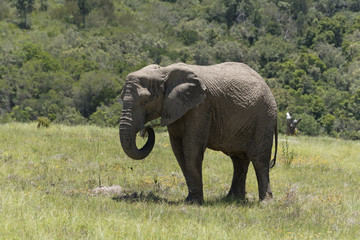 Fototapeta premium Knysna Western Cape South Afrtica. Circa 2017. Young male elephant feeding on grass