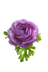 purple ranunculus on a white background