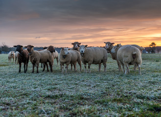 Naklejka na ściany i meble herd of sheeps on a meadow at sunset, Utzenstorf, Switzerland