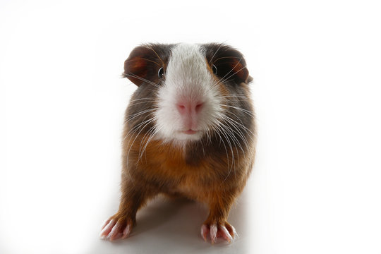 Guinea pig on studio white background. Isolated white pet photo. Sheltie peruvian pigs with symmetric pattern. Domestic guinea pig Cavia porcellus or cavy