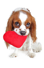 Valentines day photo. Dog with hear. Puppy with plush sof heart. Valentine's day spaniel. Puppy love. Cute king charles for every concept.