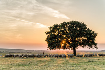 Beautiful rural landscape with a flock of sheeps and a big lonely tree in the setting light of golden hour, Dobrogea, Romania