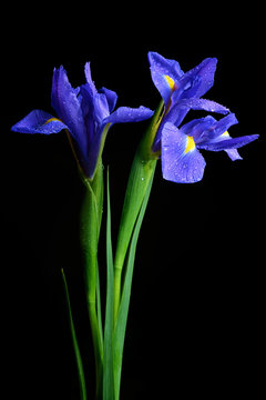 Water drops on spring iris flower isolated on black background.