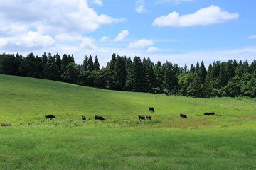 月山高原牧場　Gassan high plains ranch / Tsuruoka, Yamagata, Japan