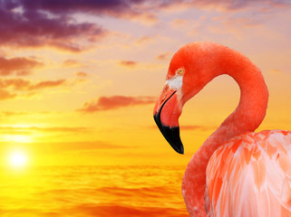 Portrait of a flamingo at sunset. © vencav