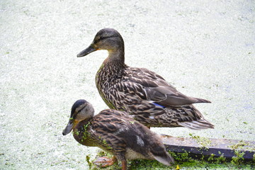 wild duck with a duckling on a forest lake