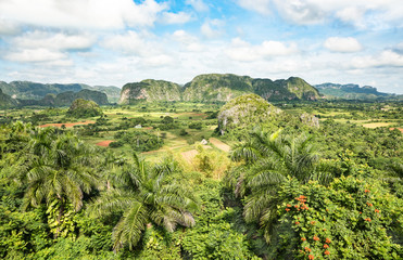 Fototapeta na wymiar Panoramic postcard view of luxuriant vegetation in the famous valley of Vinales in west side of Cuba - Travel exploration concept with unesco world heritage site in caribbean latin america