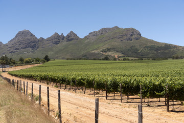 Fototapeta na wymiar Vineyard in the Stellenbosch region of the Western Cape South Africa. Circa 2017. Vines growing with a mountain backdrop.