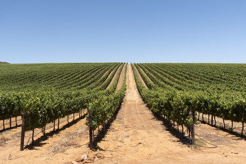 Fototapeta na wymiar Vineyard in the Stellenbosch region of the Western Cape South Africa. Circa 2017. Vines grow in straight neat lines