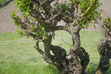 Small bird sitting on sculptured tree branch.