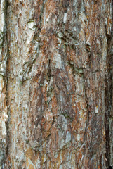 Brown white tree bark texture closeup