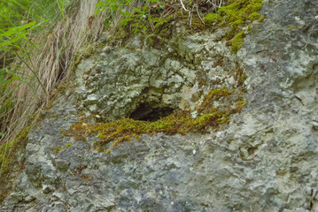 Small hole in rock with moss round it.