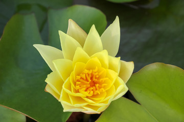 Lotus jaune