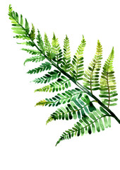 Watercolor illustration of fern isolated on white background