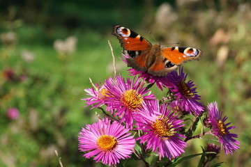 Tagpfauenauge im Spätsommer