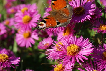 Tagpfauenauge im Spätsommer