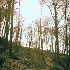 Vintage textured bare trees with copy space. Nature background.