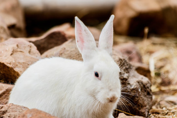  White rabbit in farm