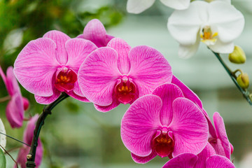 Orchid flower in orchid garden