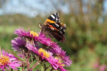 Admiral im Spätsommer