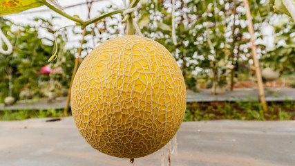Yellow Cantaloupe melon growing in a greenhouse.