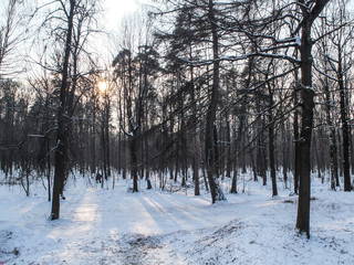 Moscow in winter - Timiriazevskij Park