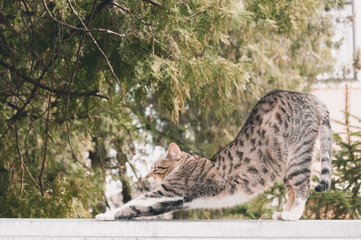 Beautiful young cat or kitty stretching on the garden wall after sleeping
