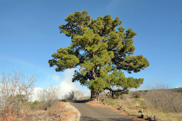kanarische kiefer © Kalle Kolodziej
