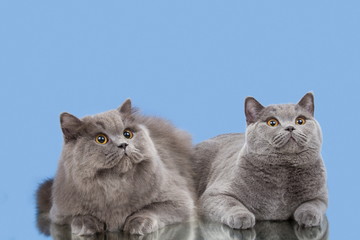 Obraz na płótnie Canvas British cat on blue background
