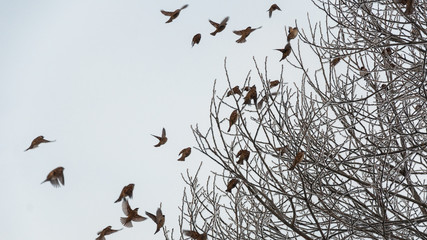 Sparrows fly the branches in the cold bright day.