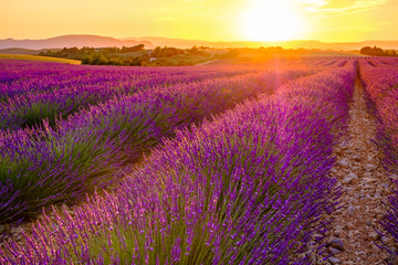 Naklejka na ściany i meble Champ de lavande en été, coucher de soleil. Provence, Valensole, France.