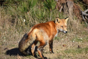 Red Fox in nature