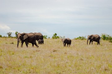 Fototapeta premium Four elephants moving away in the savannah of Masai Mara Park in northwestern Kenya