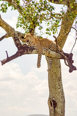 Fototapeta premium Leopard lying on a branch with two paws hanging in the savannah of Maasai Mara Park in North West Kenya